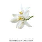 禁忌之爱:善良与金钱交织的峥嵘岁月 0iz7ul4fze