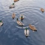 电影大全免费看:畅享海量经典影片,尽情观影无压力! 9065kk6d