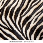 电影狗搜索栏:探索你的电影世界,轻松找到心仪影片 d016qz54