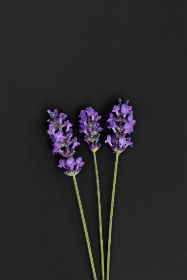 电脑原始版空当接龙：畅享经典游戏带来的无尽乐趣与挑战