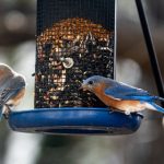 社团学姐里的人物名字:探索每个角色背后的故事与魅力 tsx62b